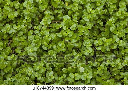 Leaf background View Large Photo Image Stock Photo - Leaf background. Fotosearch