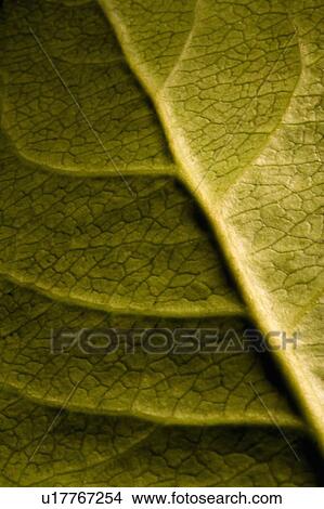 Picture - Leaf detail. Fotosearch
