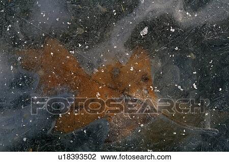 Leaf under ice View Large Photo Image Stock Image - Leaf under ice. Fotosearch
