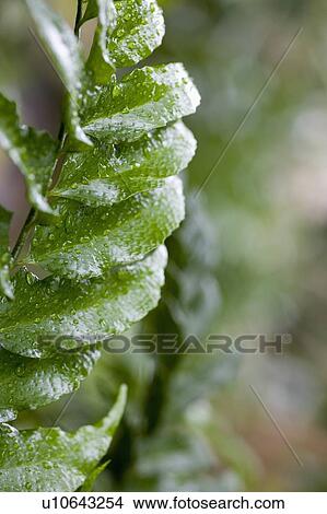 Picture - Leaf with raindrops. Fotosearch