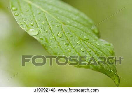 Leaf with raindrops View Large Photo Image Stock Image - Leaf with raindrops. Fotosearch