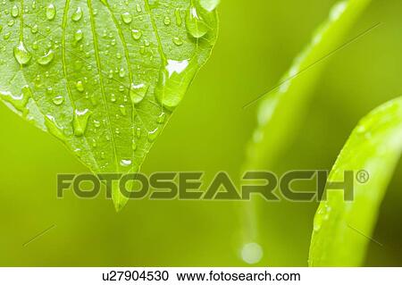 Stock Image - Leaf with raindrops. Fotosearch