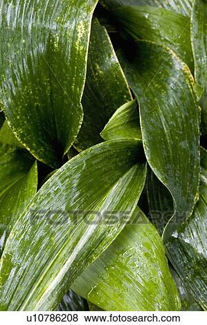 Leaves View Large Photo Image Stock Photo - Leaves. Fotosearch
