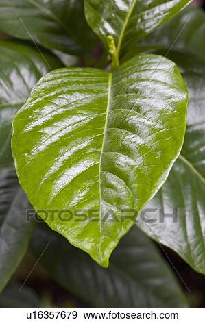 Stock Photo - Leaves. Fotosearch