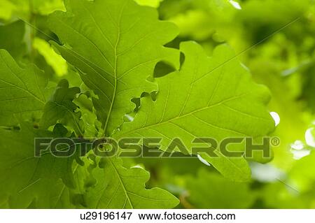 Stock Photo - Leaves. Fotosearch