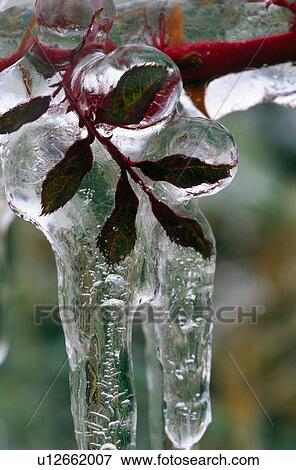 Leaves under ice View Large Photo Image Stock Photo - Leaves under ice. Fotosearch