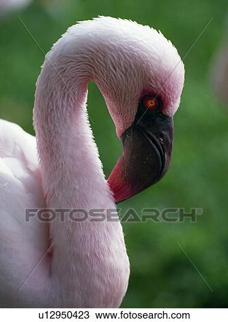Stock Image - Lesser Flamingo. Fotosearch