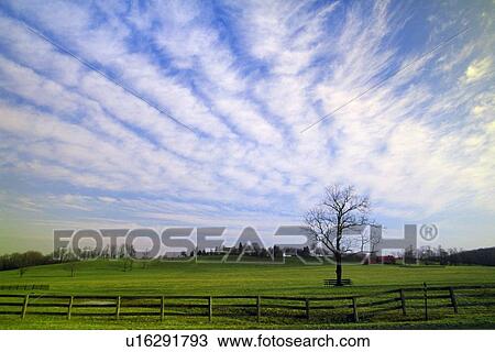 Lone tree with clouds View Large Photo Image Stock Image - Lone tree with clouds. Fotosearch