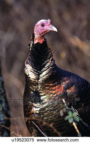 Stock Photography - Lone turkey. Fotosearch