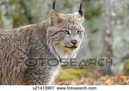 Stock Image - Lynx in forest. Fotosearch