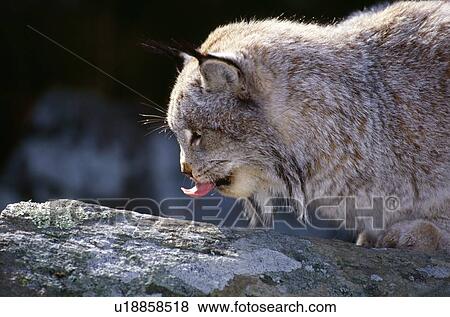 Stock Photo - Lynx on a rock with tongue. Fotosearch