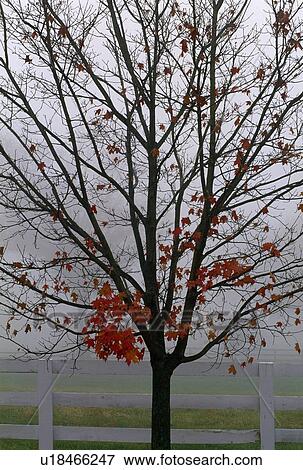 Stock Photo - Maple tree in autumn. Fotosearch