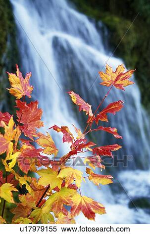 Maple vine with waterfall View Large Photo Image Stock Photography - Maple vine with waterfall. Fotosearch