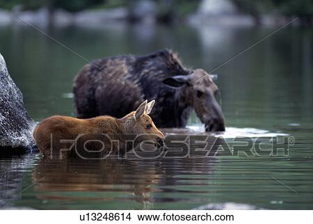 Moose and Calf in water View Large Photo Image Picture - Moose and Calf in water. Fotosearch