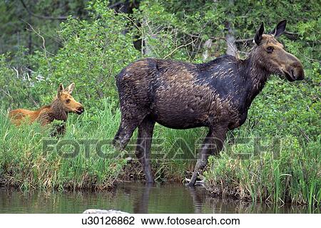 Moose calf and cow View Large Photo Image Stock Image - Moose calf and cow. Fotosearch