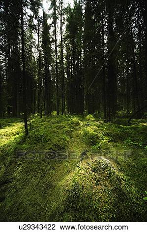Mossy forest landscape View Large Photo Image Stock Image - Mossy forest landscape. Fotosearch