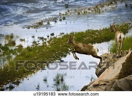 Stock Image - Mountain goat leaping of rocks edge. Fotosearch