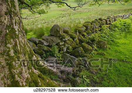Stock Photo - Nature scene. Fotosearch