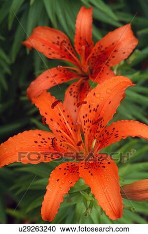 Stock Image - Orange Day Lilies. Fotosearch