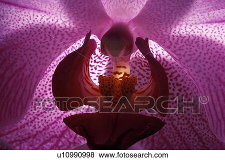 Stock Photo - Orchid blossom. Fotosearch