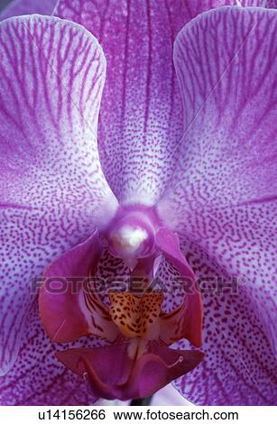 Stock Photograph - Orchid blossom. Fotosearch