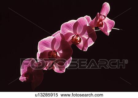 Orchid blossoms View Large Photo Image Stock Photography - Orchid blossoms. Fotosearch
