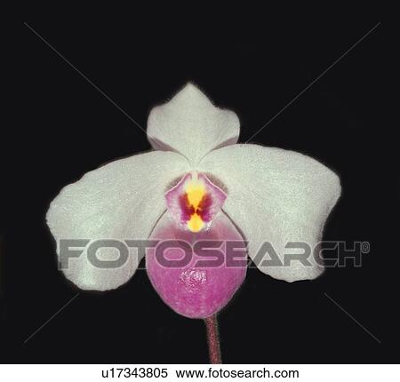 Orchid paphiopedilum View Large Photo Image Stock Photography - Orchid paphiopedilum. Fotosearch