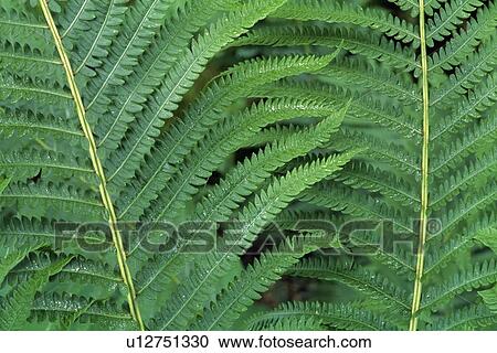 Ostrich fern View Large Photo Image Stock Image - Ostrich fern. Fotosearch