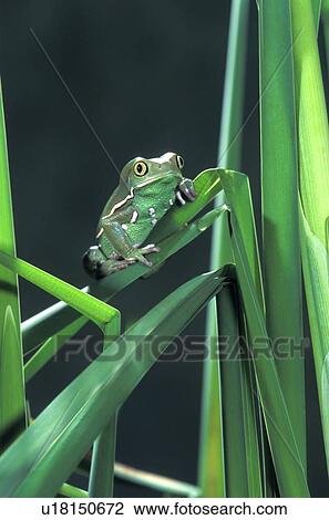 Stock Image - Painted monkey frog in reeds. Fotosearch