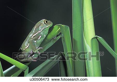 Stock Image - Painted monkey frog. Fotosearch