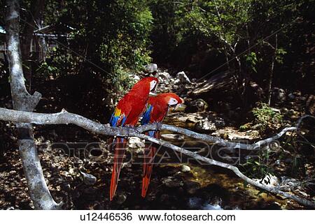 Pair of scarlet macaws on tree branch View Large Photo Image Stock Photograph - Pair of scarlet macaws on tree branch. Fotosearch