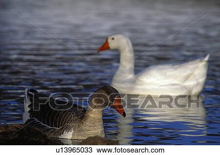 Pair of snowgeese View Large Photo Image Stock Image - Pair of snowgeese. Fotosearch