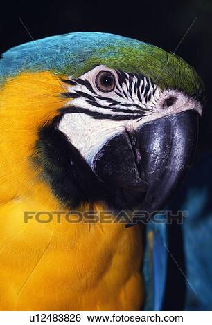 Stock Photograph - Parrot. Fotosearch