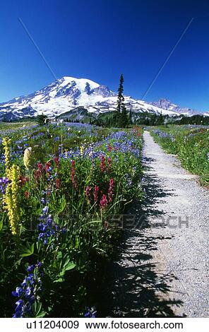 Stock Photo - Path through Paradise Park. Fotosearch