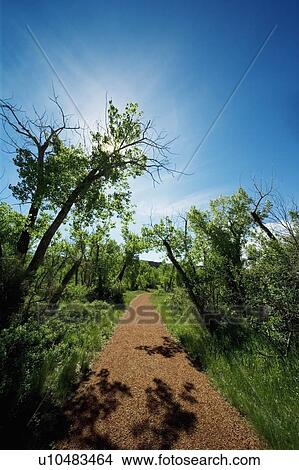 Pathway and trees View Large Photo Image Picture - Pathway and trees. Fotosearch