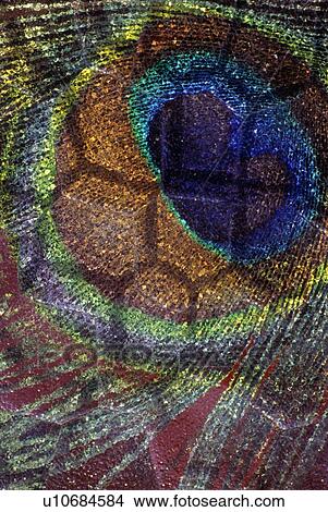 Picture - Peacock feather detail. Fotosearch