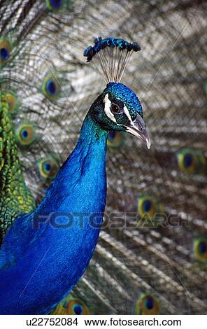 Picture - Peacock Showing Plumage . Fotosearch