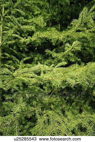 Stock Image - Pine branches. Fotosearch