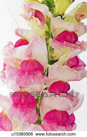 Stock Photograph - Pink and white snapdragon flowers. Fotosearch