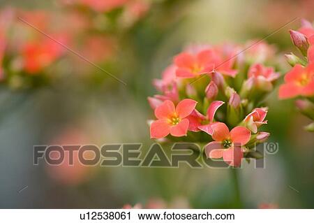Pink flowers View Large Photo Image Stock Image - Pink flowers. Fotosearch