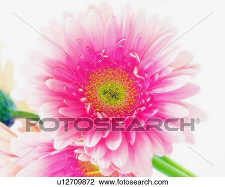 Pink Gerbera daisies View Large Photo Image Stock Image - Pink Gerbera daisies. Fotosearch
