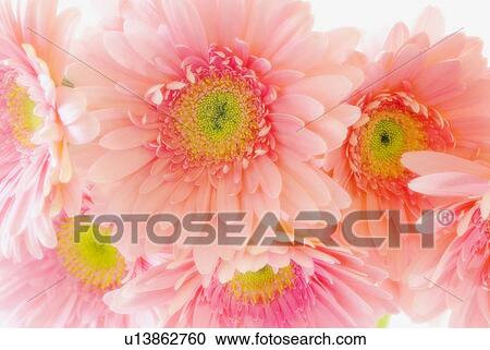 Pink Gerbera daisies View Large Photo Image Stock Image - Pink Gerbera daisies. Fotosearch
