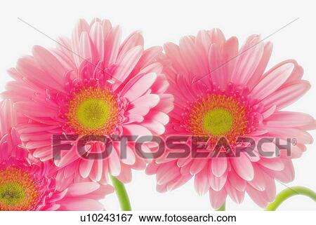 Stock Photo - Pink Gerbera daisies. Fotosearch