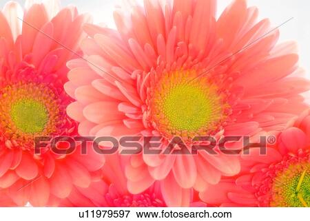 Pink Gerbera daisies View Large Photo Image Stock Photo - Pink Gerbera daisies. Fotosearch