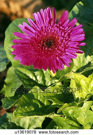 Stock Photo - Pink Hybrid Flower. Fotosearch