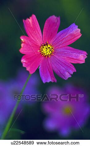 Stock Photo - Pink poppy. Fotosearch