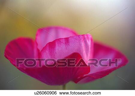 Pink Poppy View Large Photo Image Stock Photograph - Pink Poppy. Fotosearch