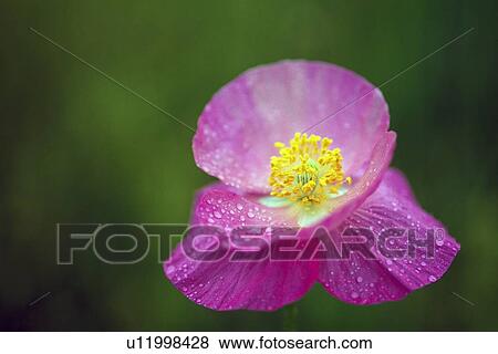 Pink poppy with dew View Large Photo Image Stock Photo - Pink poppy with dew. Fotosearch