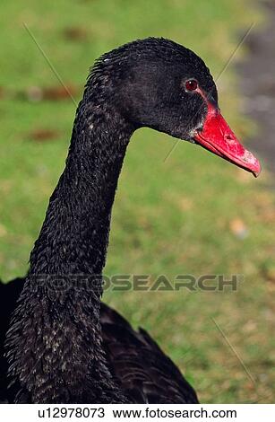 Portrait of a black swan View Large Photo Image Stock Image - Portrait of a black swan. Fotosearch