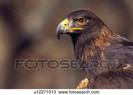 Stock Image - Portrait of a Golden eagle. Fotosearch